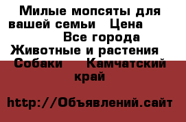 Милые мопсяты для вашей семьи › Цена ­ 20 000 - Все города Животные и растения » Собаки   . Камчатский край